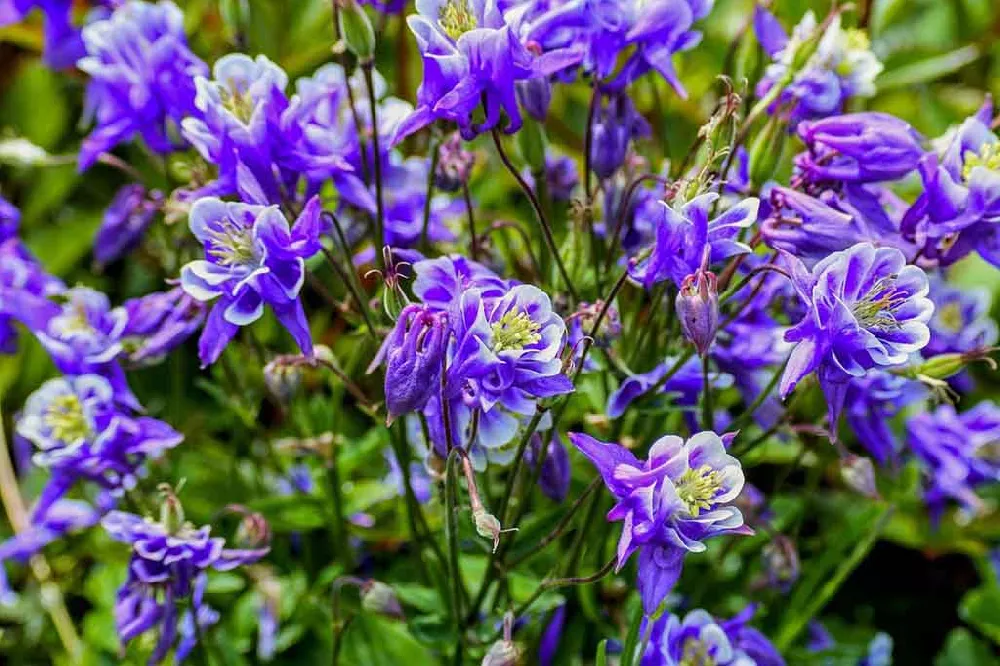 Blue Columbine Flower