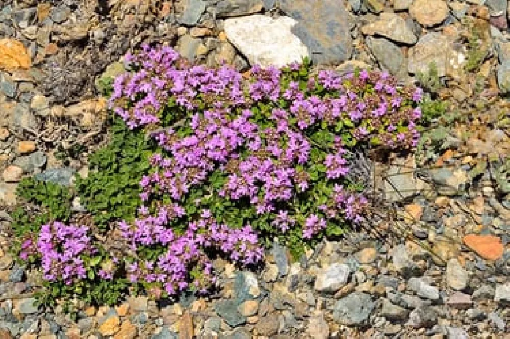 Creeping Thyme flowering