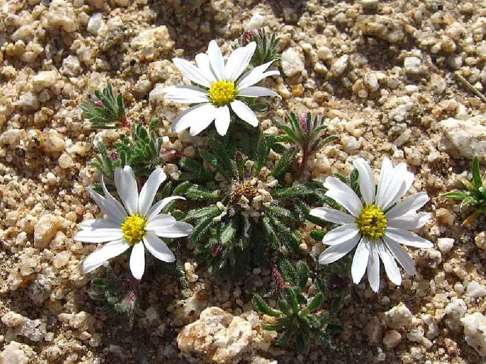 DesertStar Daisies