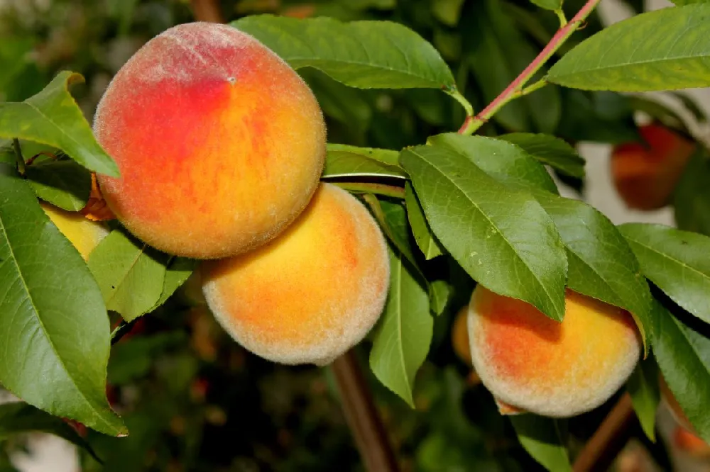 Products Elberta Peach Tree