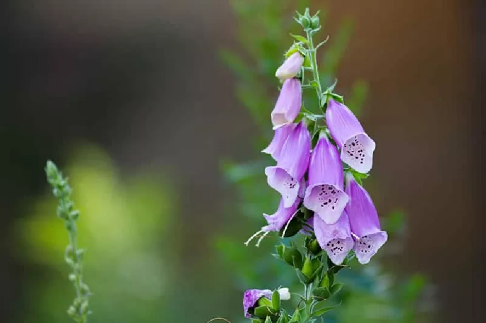 Foxglove Flowers up close