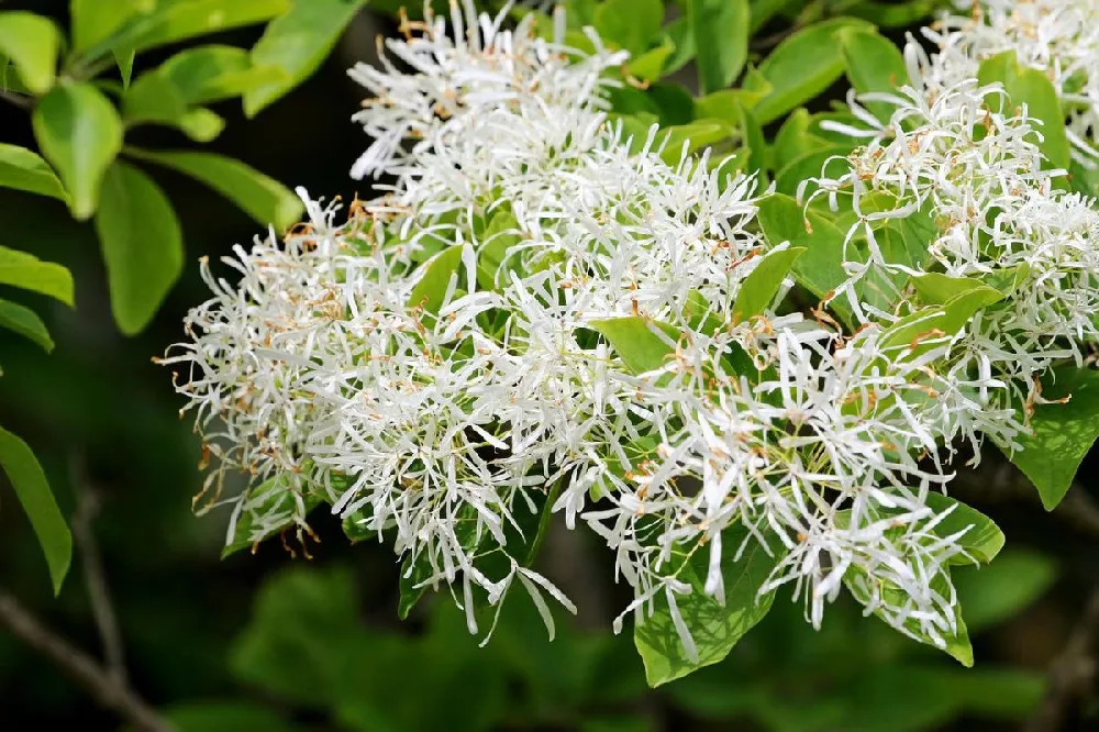 Chinese Fringe Tree