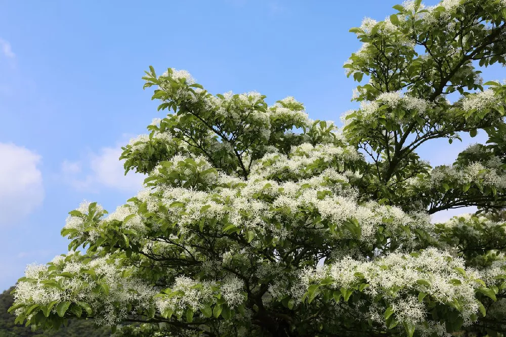 Chinese Fringe Tree