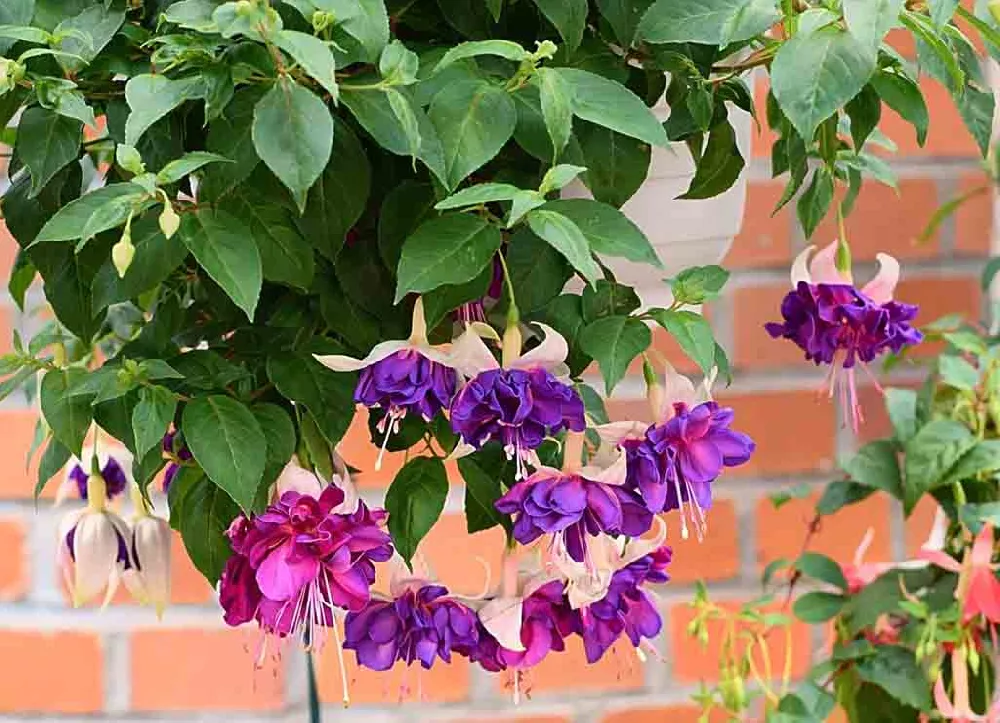 Bright Fuchsia Plant