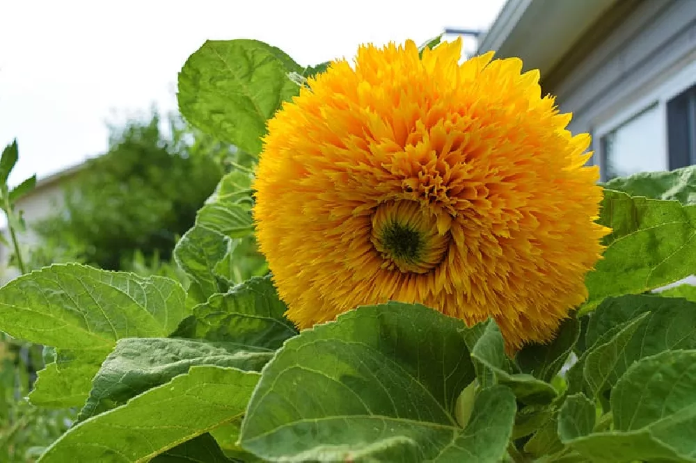 Sungold Sunflowers