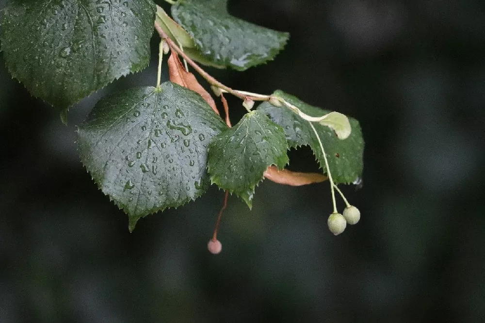 Ginkgo Tree leaves