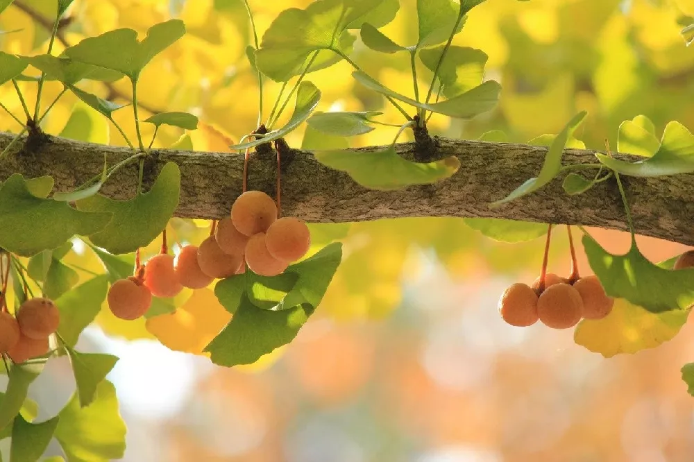 Ginkgo Tree fruit