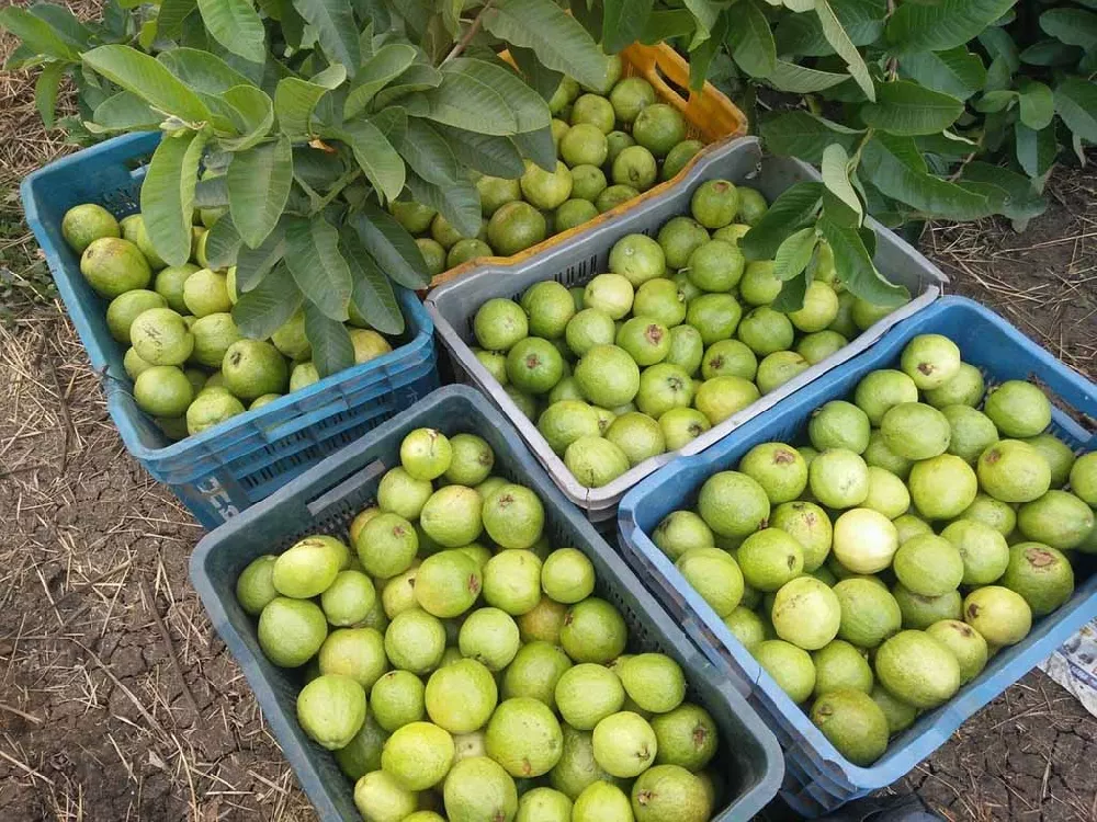 Guava fruit