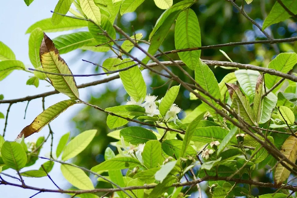 Guava Tree blooms