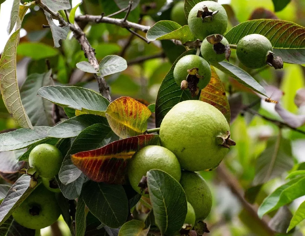 Guava Tree close-up