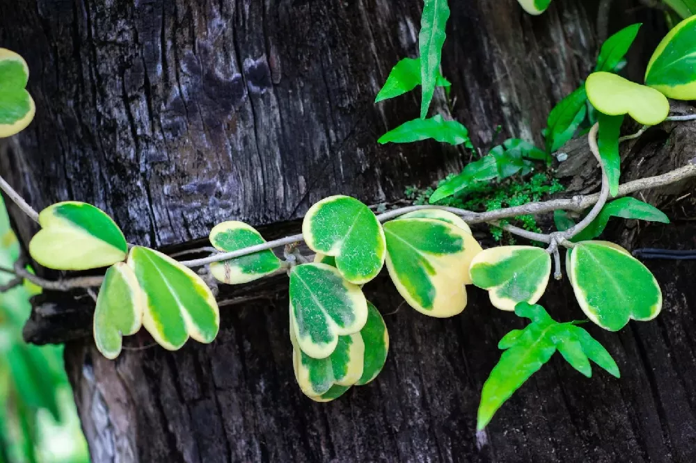 Hoya Plant Vines