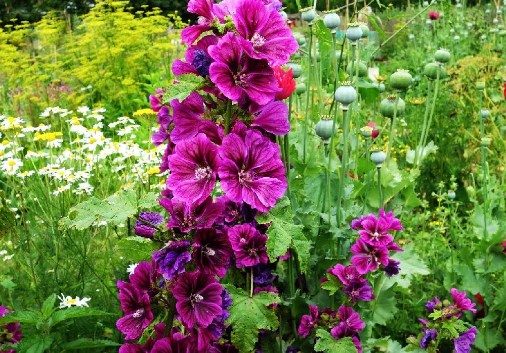 Hollyhocks with purple flowers