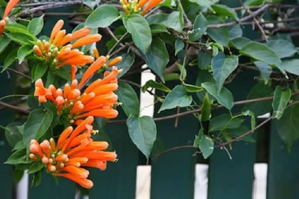 Peaches & Cream Honeysuckle Vines