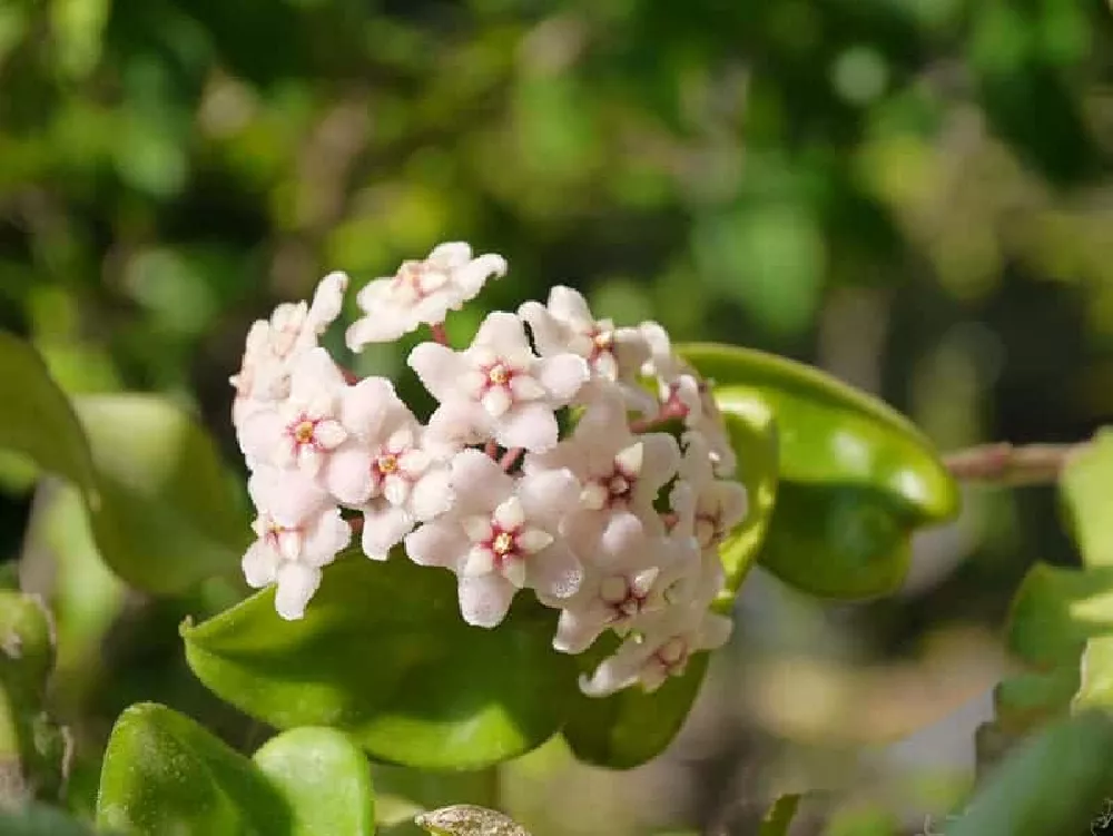 Hindu Rope Plant with pink flowers