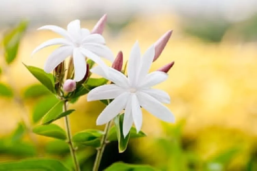 Jasmine Plant in sunlight