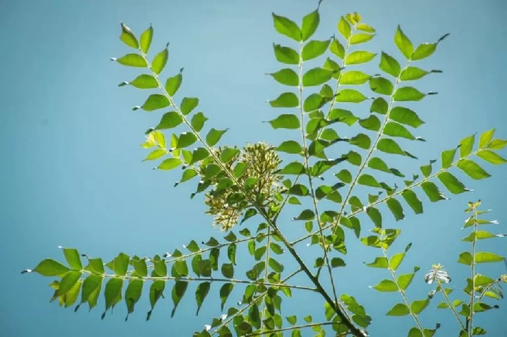 Kentucky Coffeetree leaves