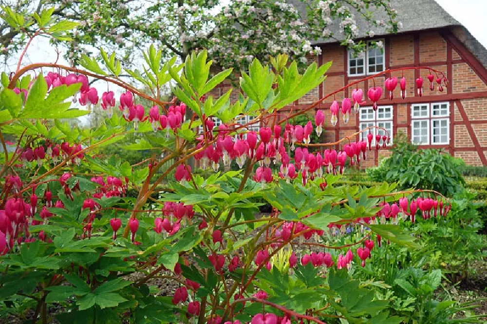 Bleeding Heart Plant in bloom