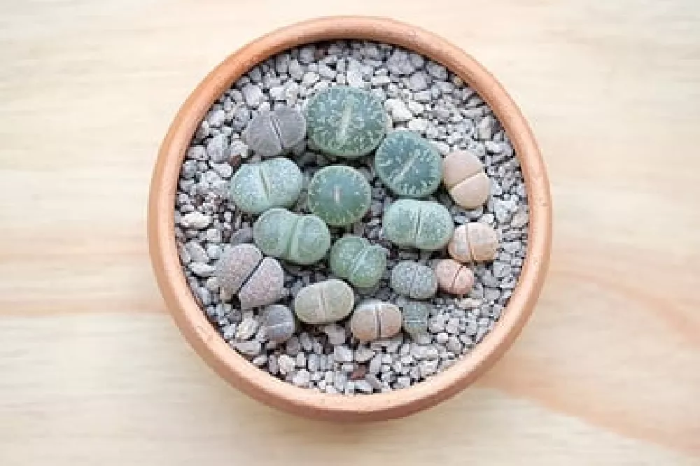 Potted Lithops