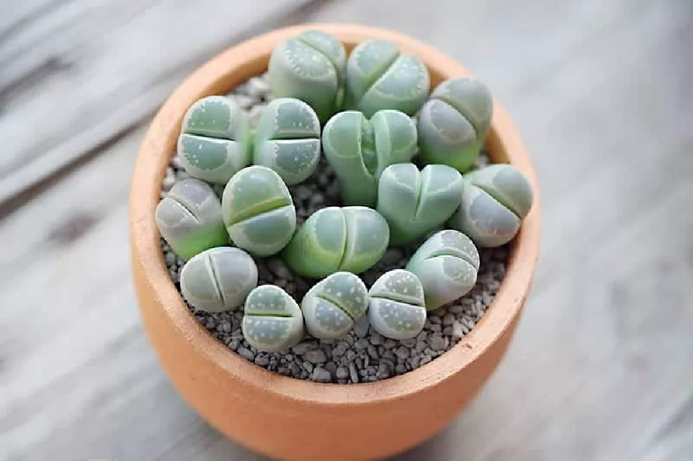 Small Lithops