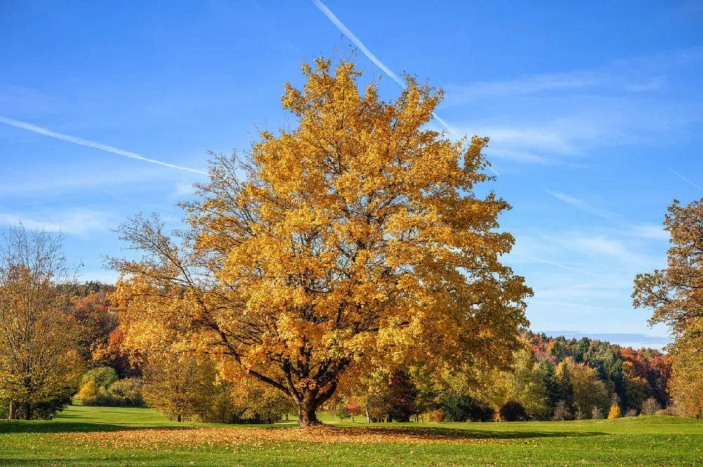 Silver Maple Tree