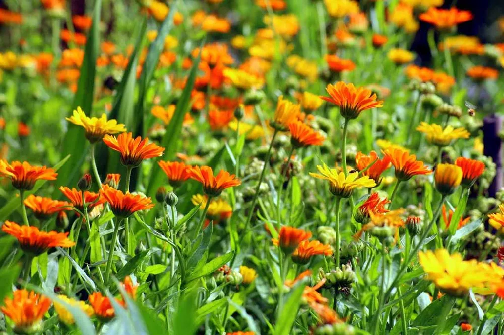 Field of Marigolds