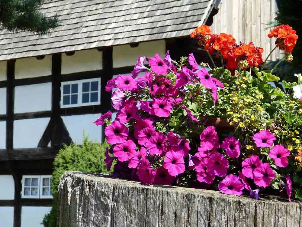 Pink Mexican Petunia