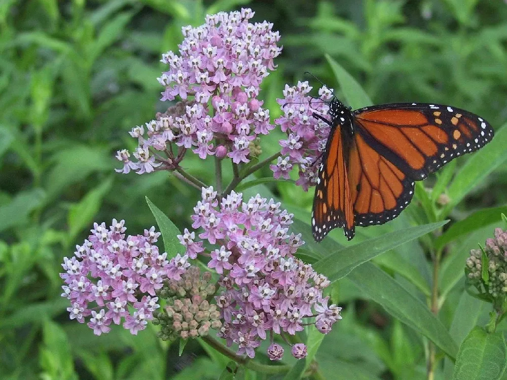 Butterfly on Milkweed Plant