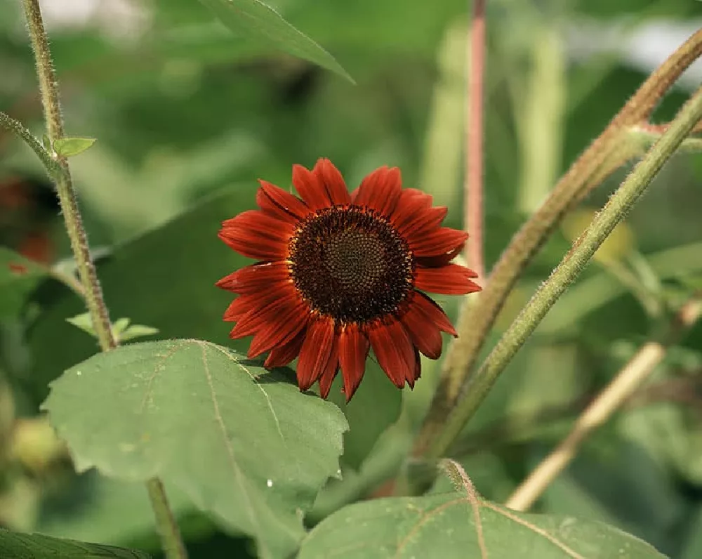 Red Sunflowers