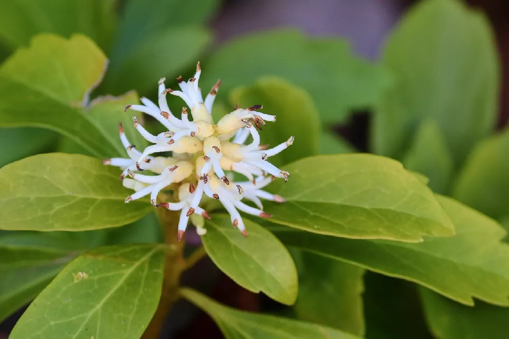 Pachsandra white flowers