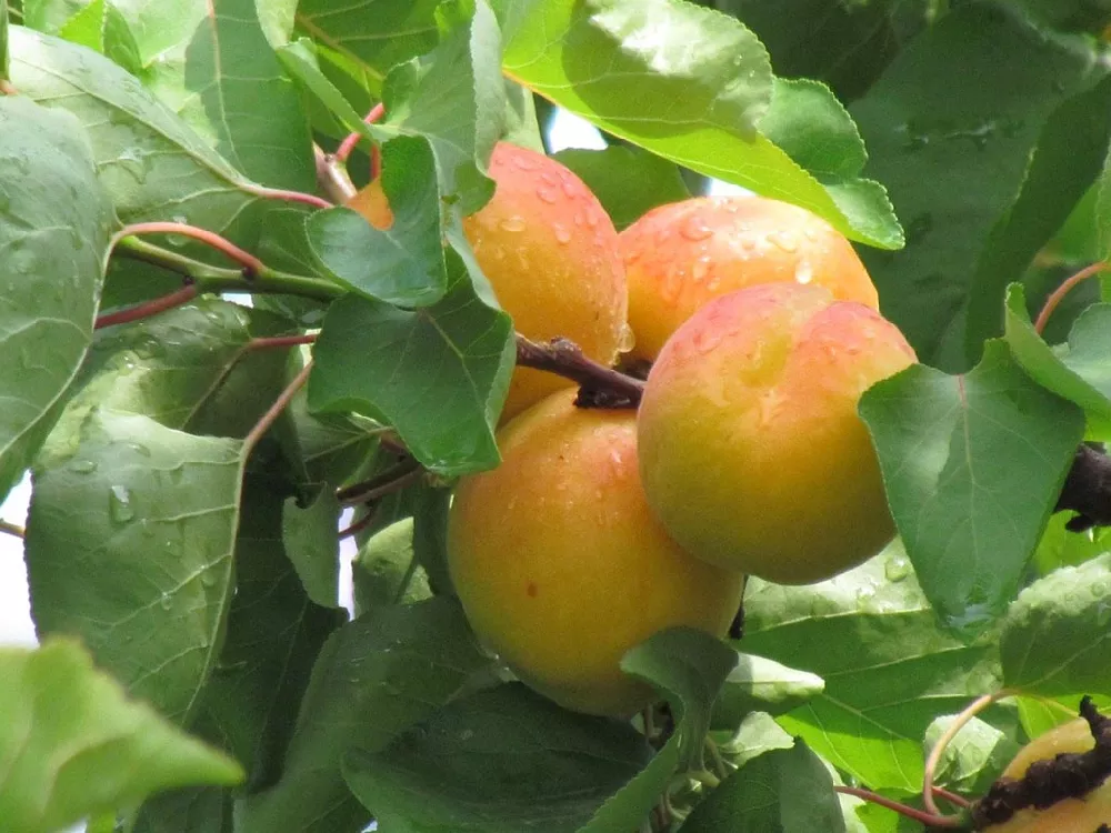 Peach Tree fruit