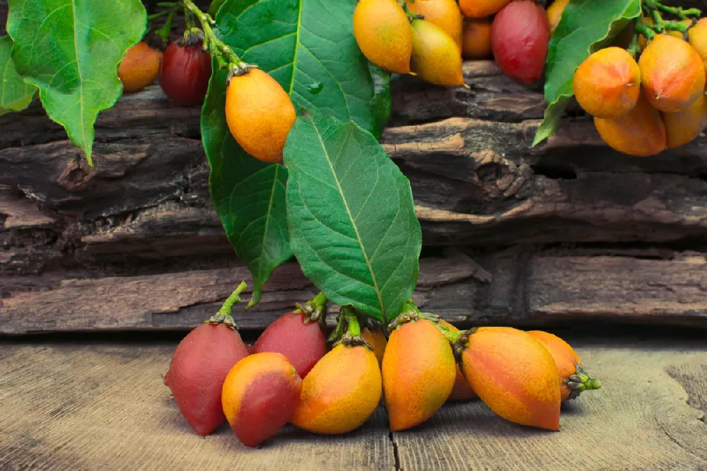 Peanut Butter Tree - fruit