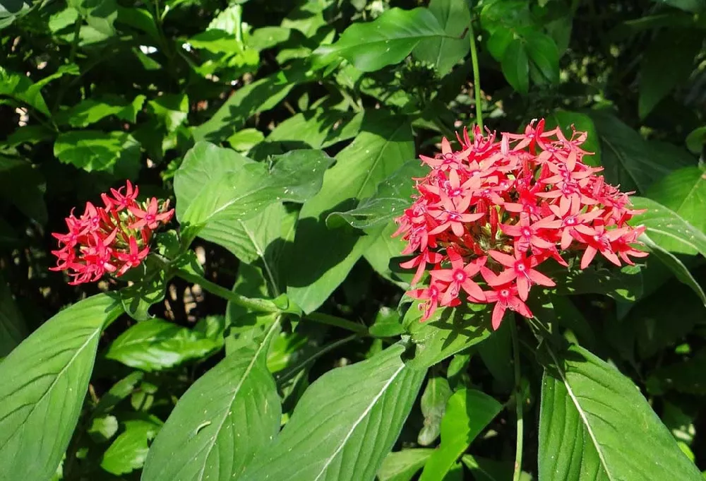 Pentas Plant flowering