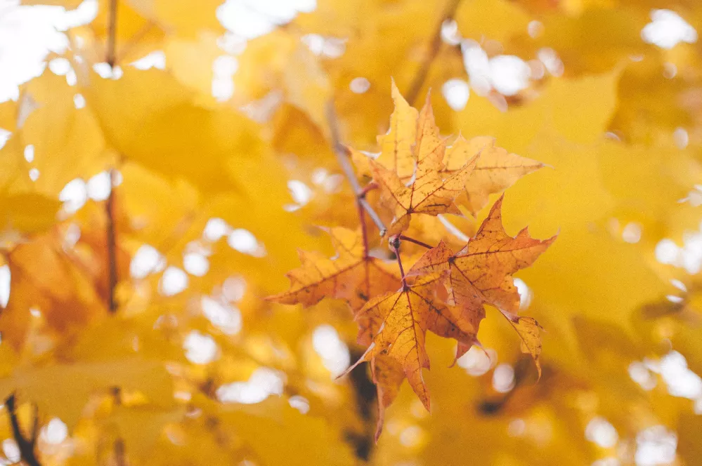 Silver Maple Tree leaves close-up