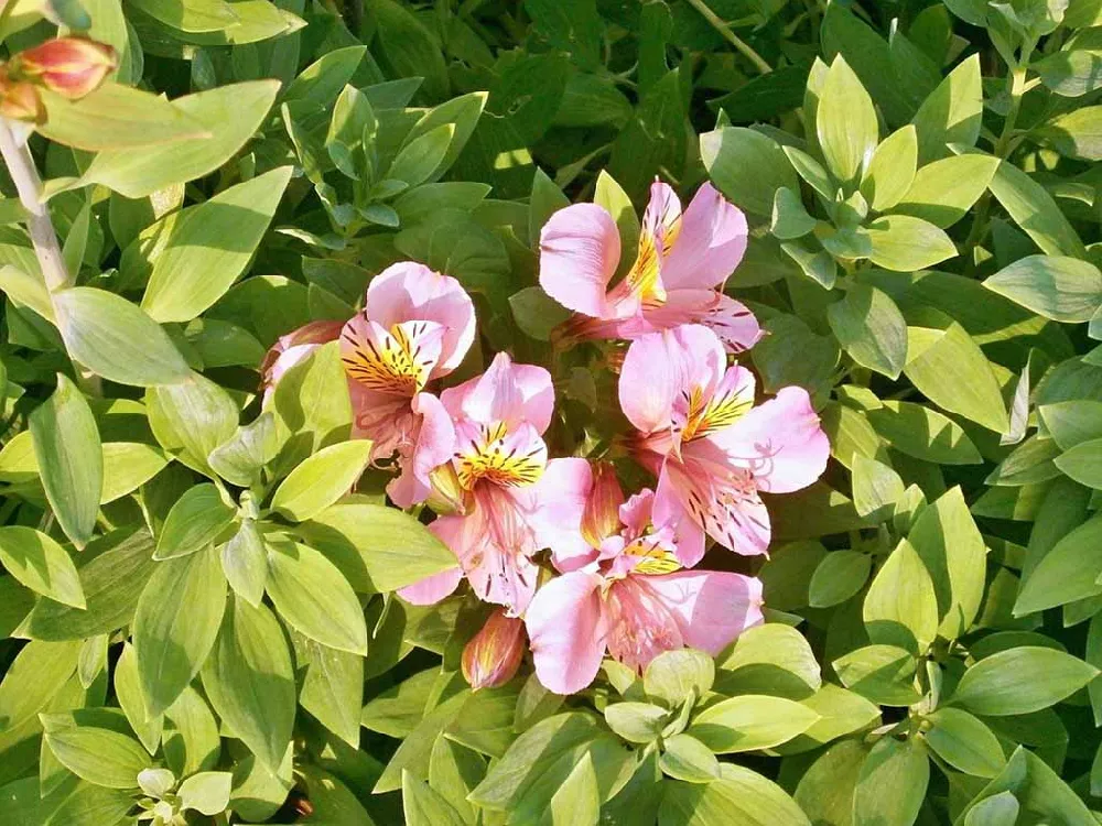 Peruvian Lily in sunlight