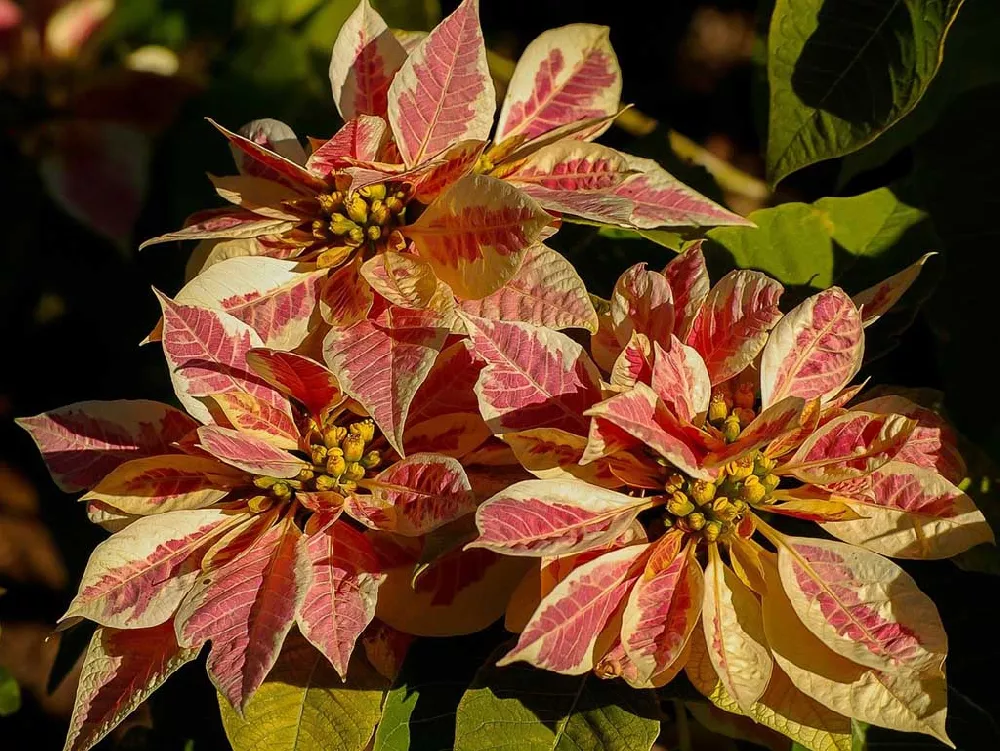 Variegated Poinsettia