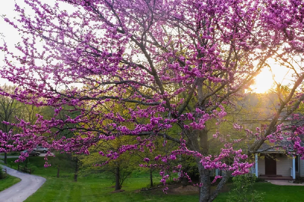 Cercis canadensis Pink Pom Pom Pink Pom Poms Eastern Redbud from Prides  Corner Farms