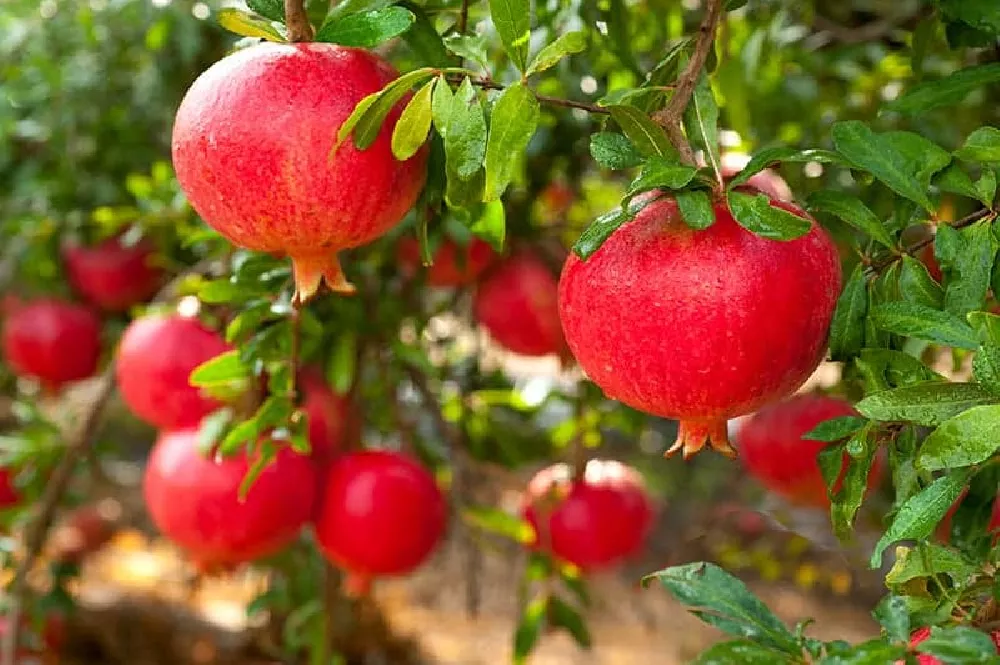 Sweet Pomegranate Tree fruit