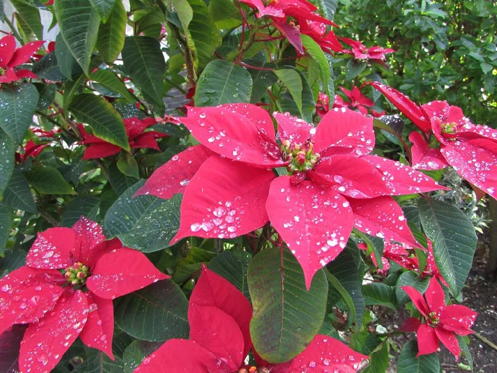 Poinsettia with rain drops