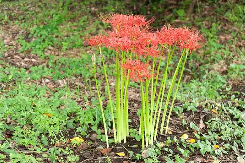 Red Spider Lily in dirt