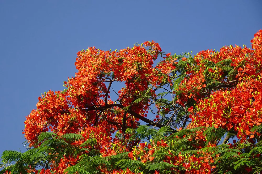    royal-poinciana