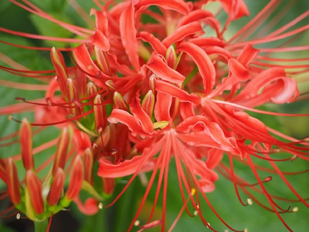 Red Spider Lily up close