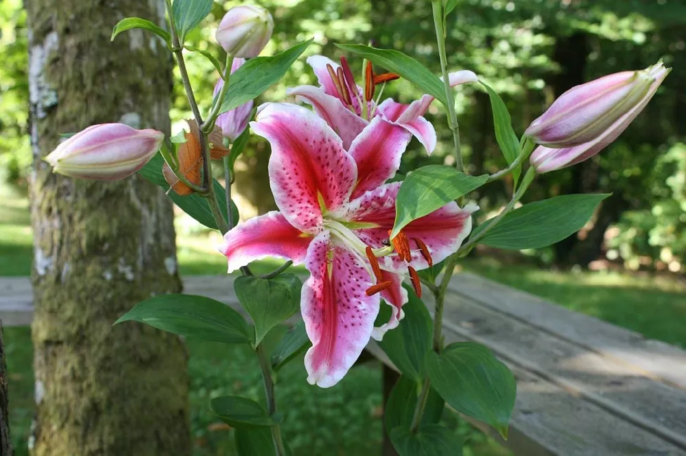 Pink Stargazer Lily