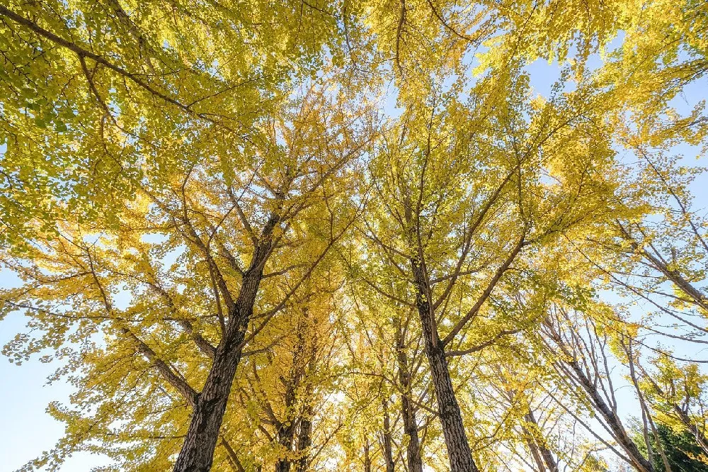 Ginkgo Trees