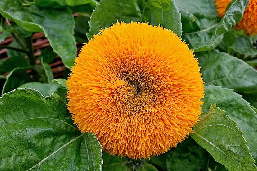 Orange Sunflowers