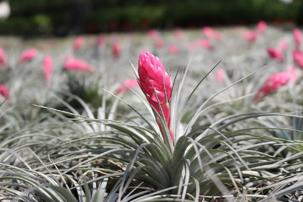 Air Plants pink flower