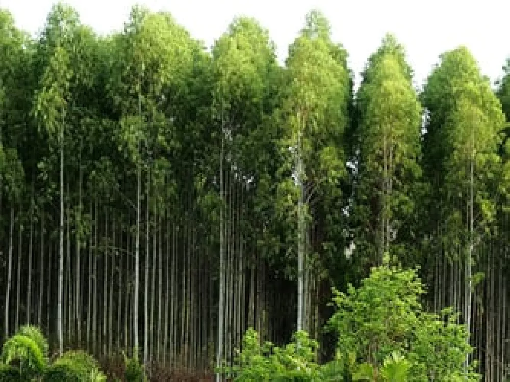 Common Eucalyptus Tree Problems: Eucalyptus Tree Diseases