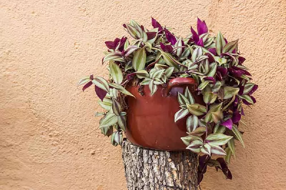 Potted Spiderwort