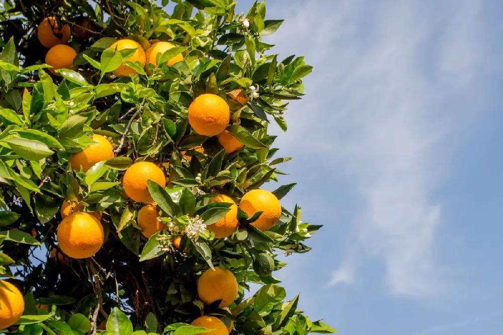 Washington Navel Orange