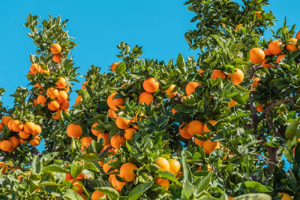 Washington Navel Orange