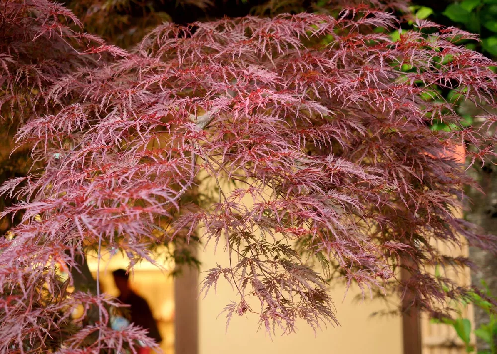 weeping Japanese maple 1